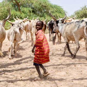 Child with cattle